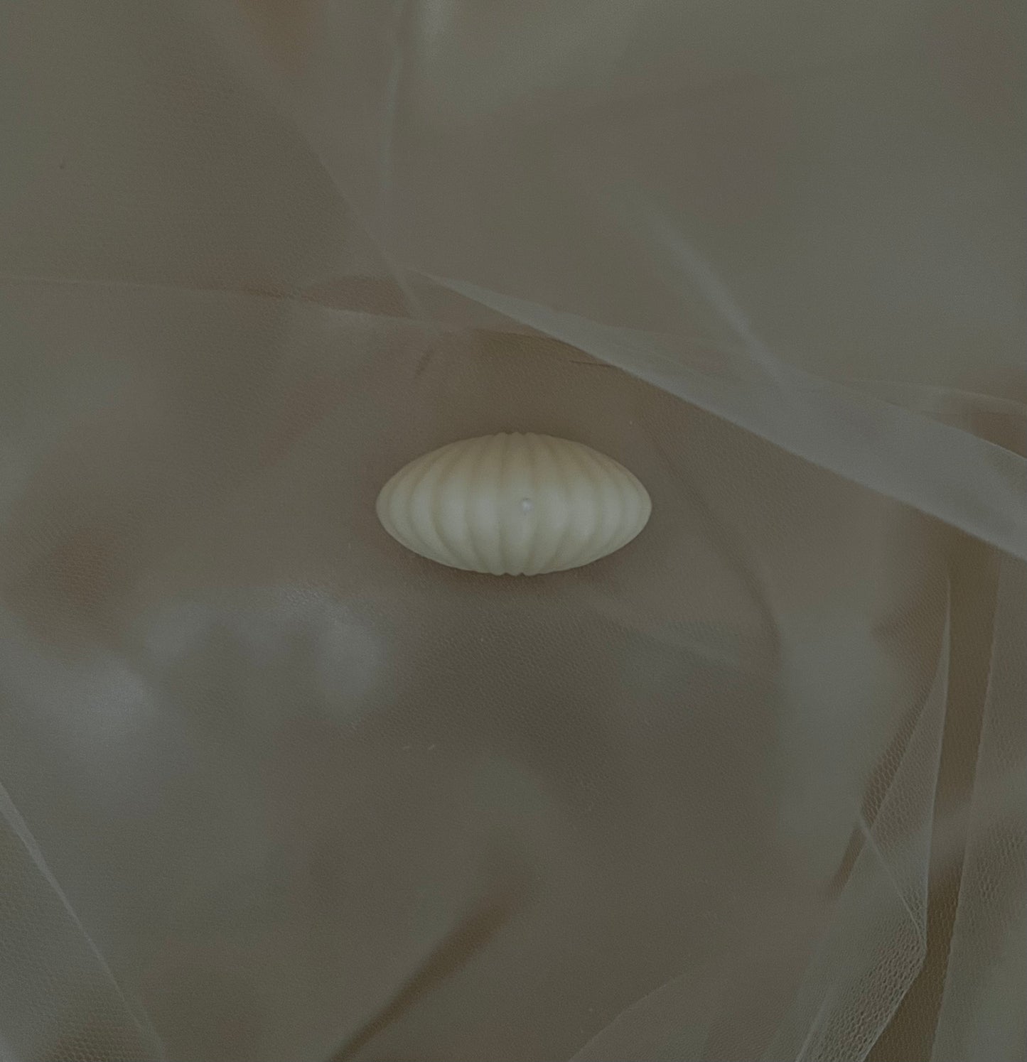 Sea shell